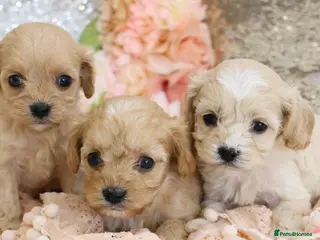 Cavapoo dogs Health Tested Cavapoo Puppies - Advert 7