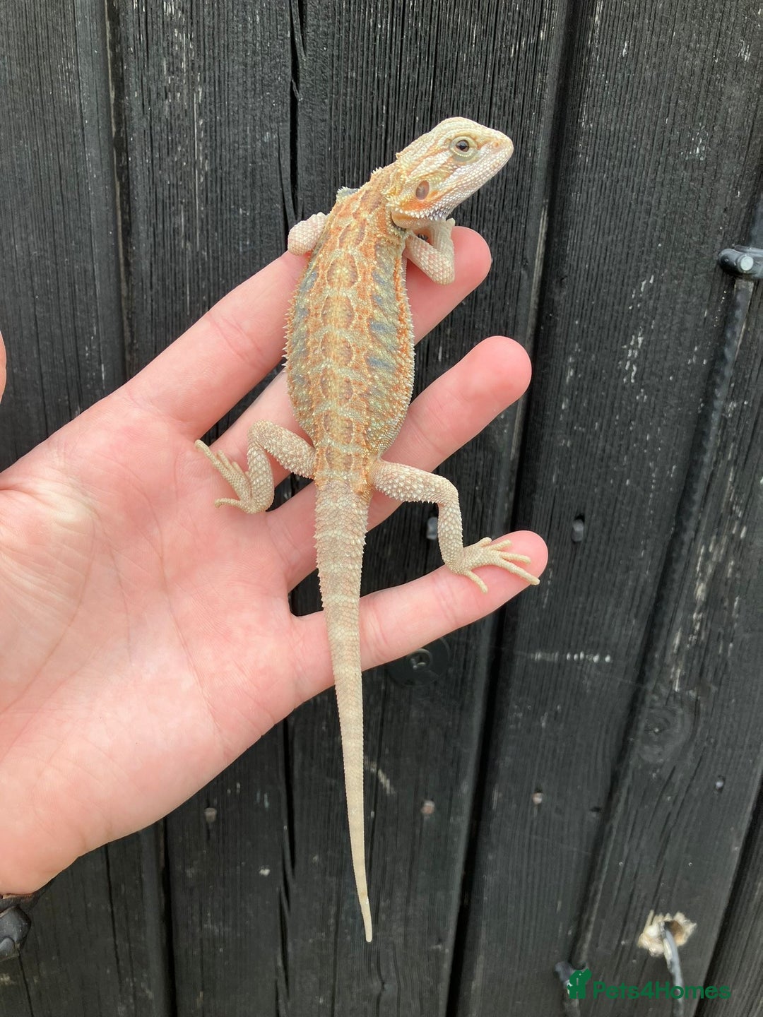 Bearded Dragon reptiles for sale: Bearded Dragons - stunning babies  - Image 9