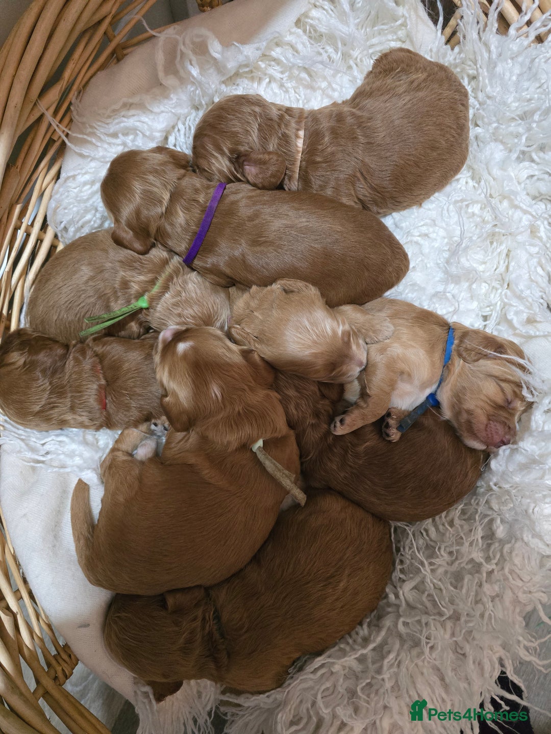 Cockapoo dogs for sale: Health tested cockerpoo F1 pups licensed Breeder  - Advert 31