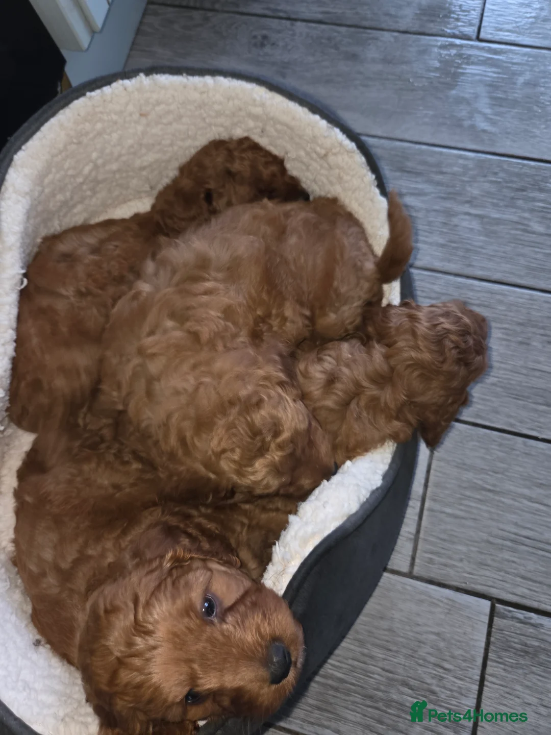 Cockapoo dogs for sale: Stunning deep red cockapoo puppies  - Advert 5