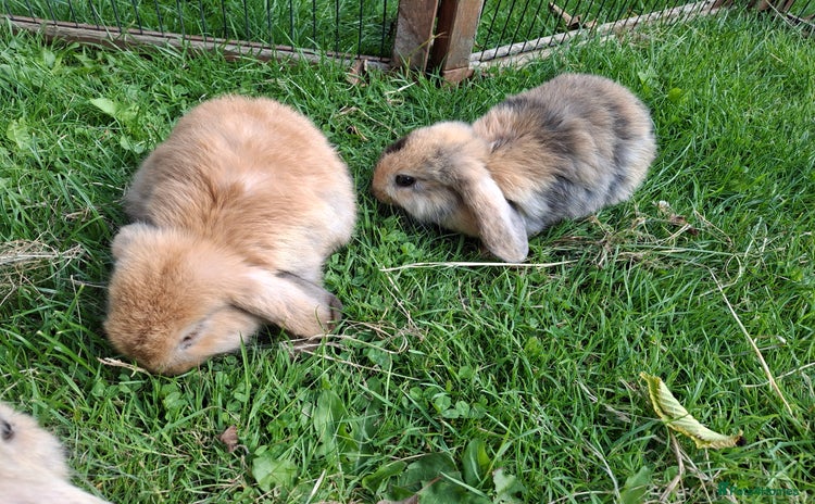 Mini Lop rabbits - Advert 7