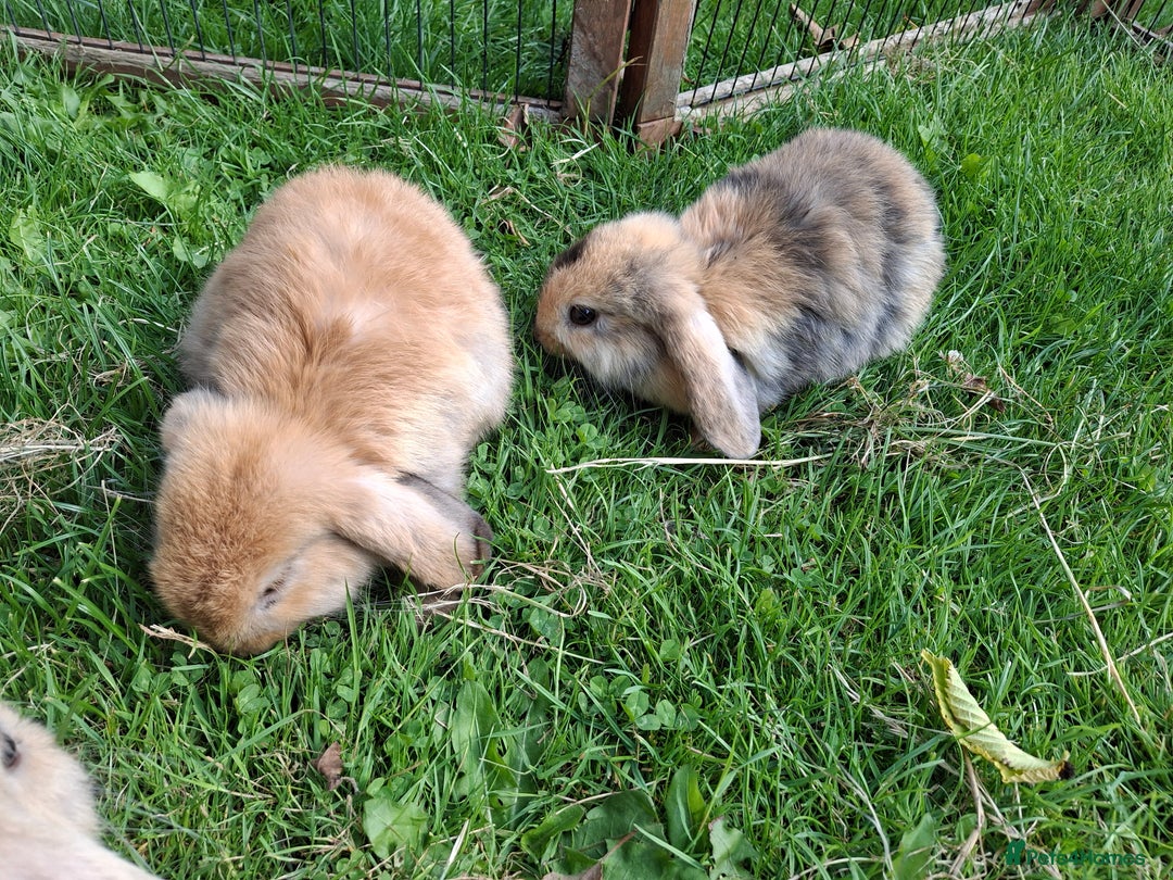 Mini Lop rabbits for sale: Beautiful Baby Mini Lops for sale - Image 1