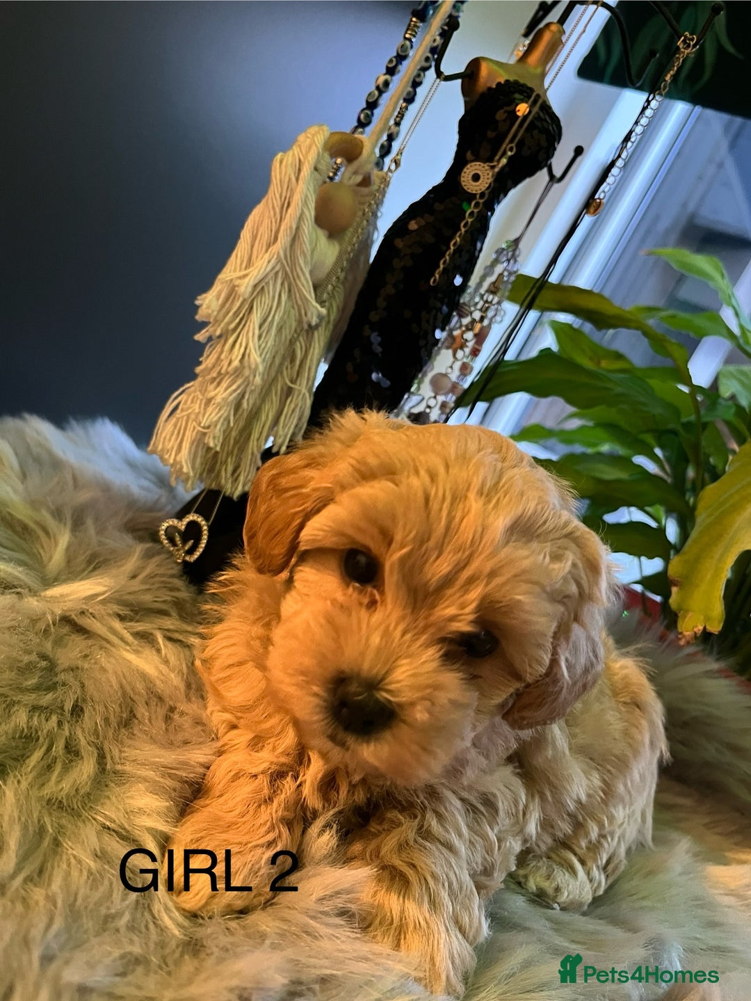 Maltipoo dogs for sale: F1 Beautiful Maltipool Puppies - Advert 16