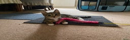 Domestic Shorthair cats for sale: Gorgeous tabby’s ready for good home.. - Advert 6