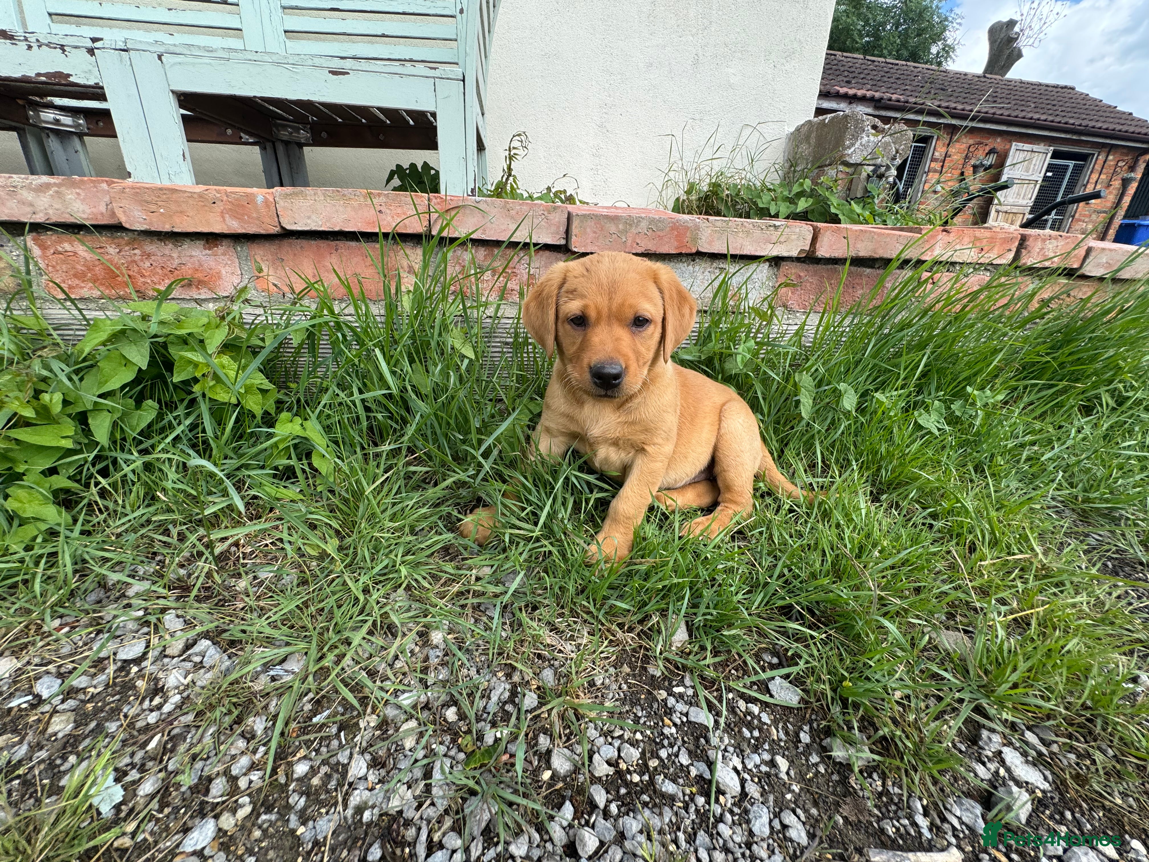 Labrador Retriever dogs Stunning boy and girl left ready this weekend  - Advert 2