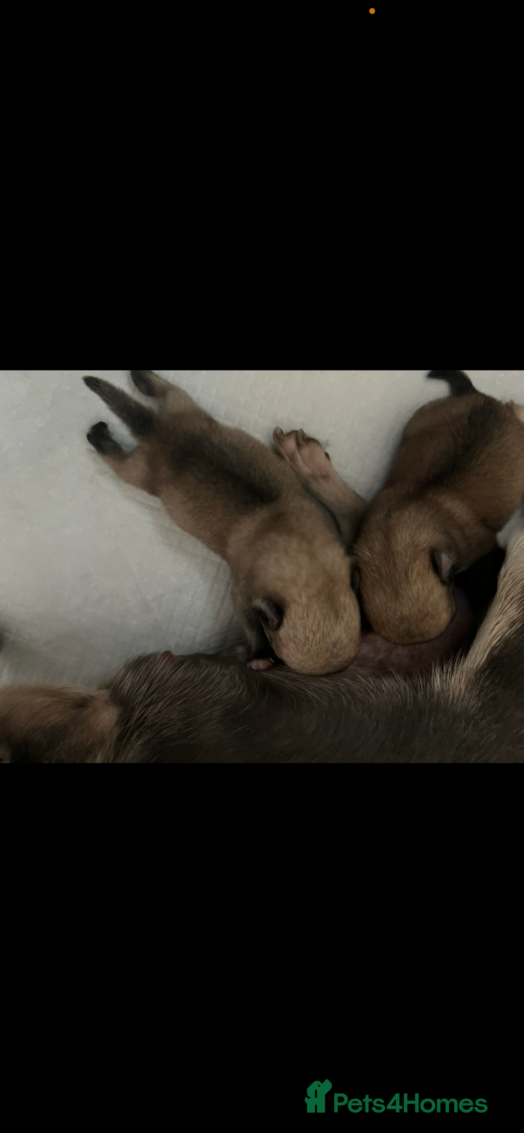 Pomchi dogs for sale: Pomchil  - Advert 3