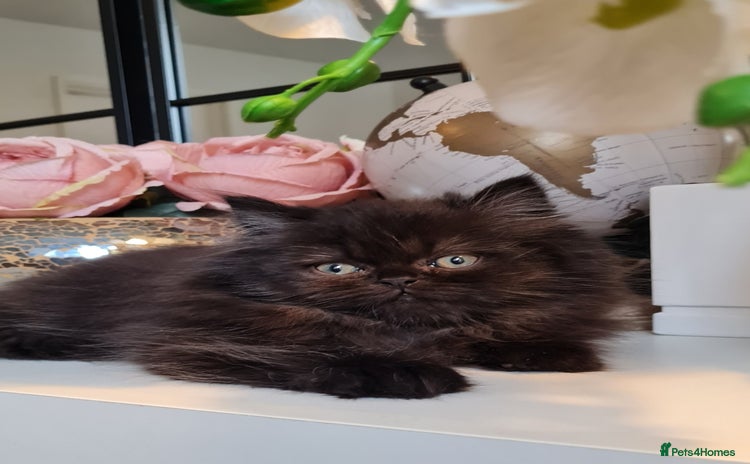 Persian cats - Advert 7