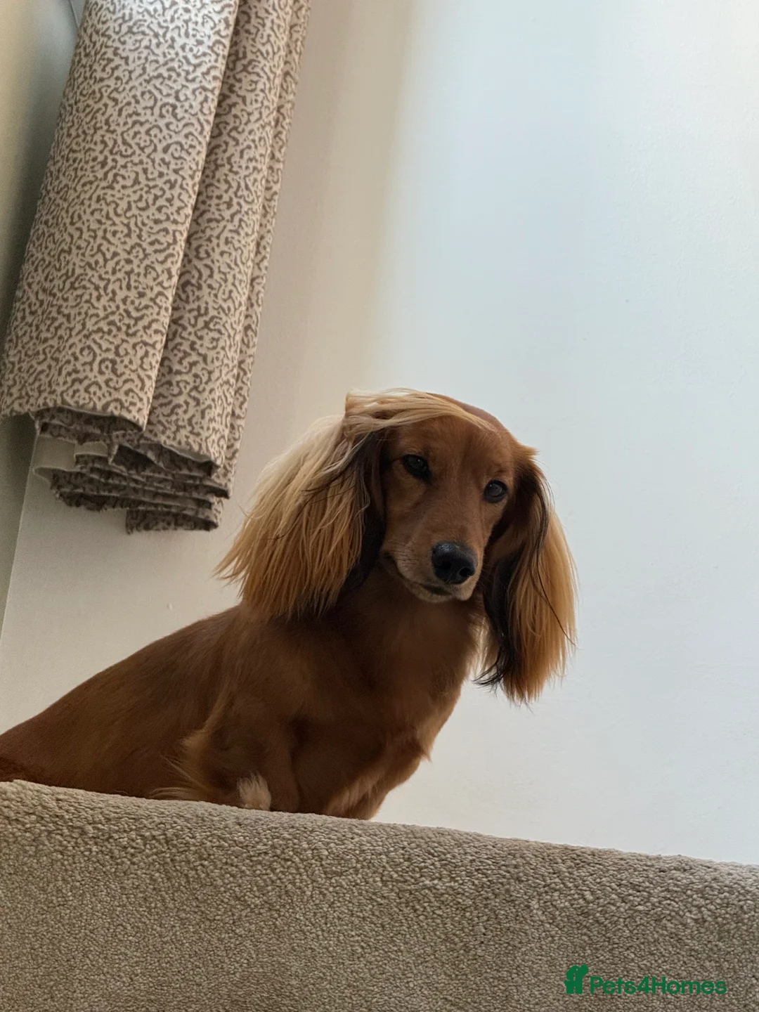 Miniature Dachshund dogs for stud: Long haired Shaded Red Miniature Dachshund   - Advert 3