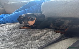 Miniature Dachshund dogs for sale: Miniature dachshund  - Image 3