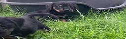 Mixed Breed dogs for sale: Border Terrier x wire haired Dachshund  - Advert 4