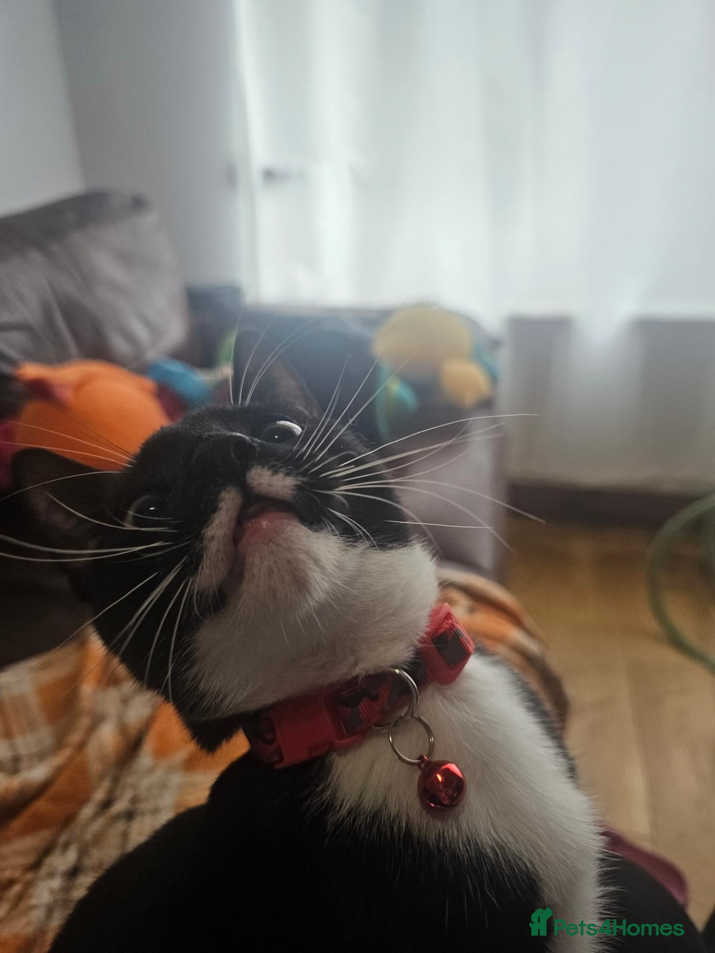 Mixed Breed cats Cat for sale - Advert 15