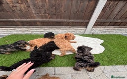 Cavapoo dogs for sale: Toy f1b cavapoo puppies - Image 17
