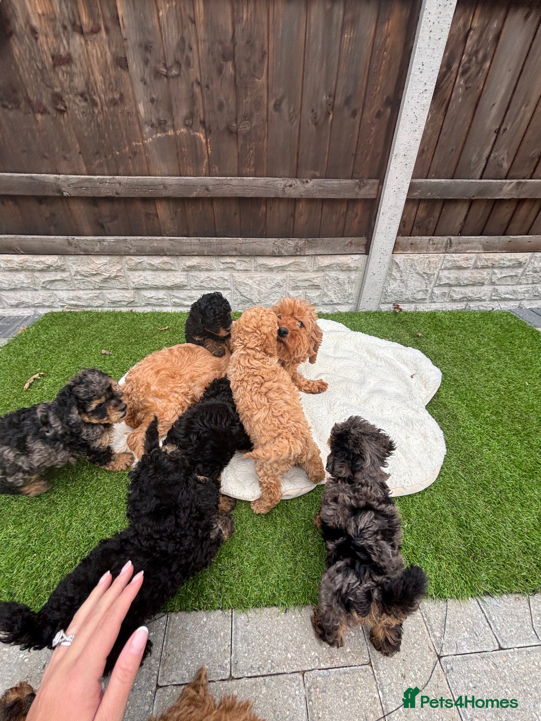 Cavapoo dogs for sale: Toy f1b cavapoo puppies - Image 17