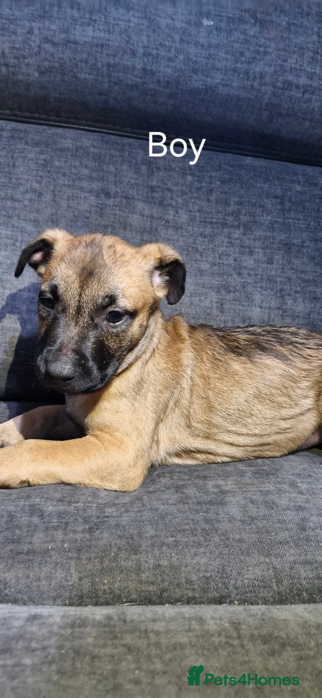 Mixed Breed dogs for sale: Mixed breed - Advert 5