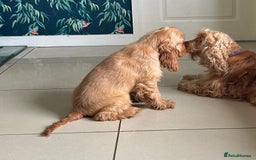 Cocker Spaniel dogs for sale: Kc Golden Show Cocker Spaniels (Champion lines) - Image 1