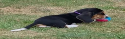 Basset Hound dogs for sale: KC BASSET HOUND PUPPIES  - Advert 31