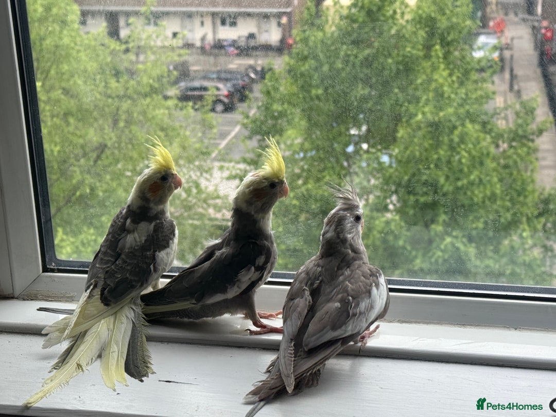 Cockatiels birds for sale: Baby cockatiel birds - Image 10
