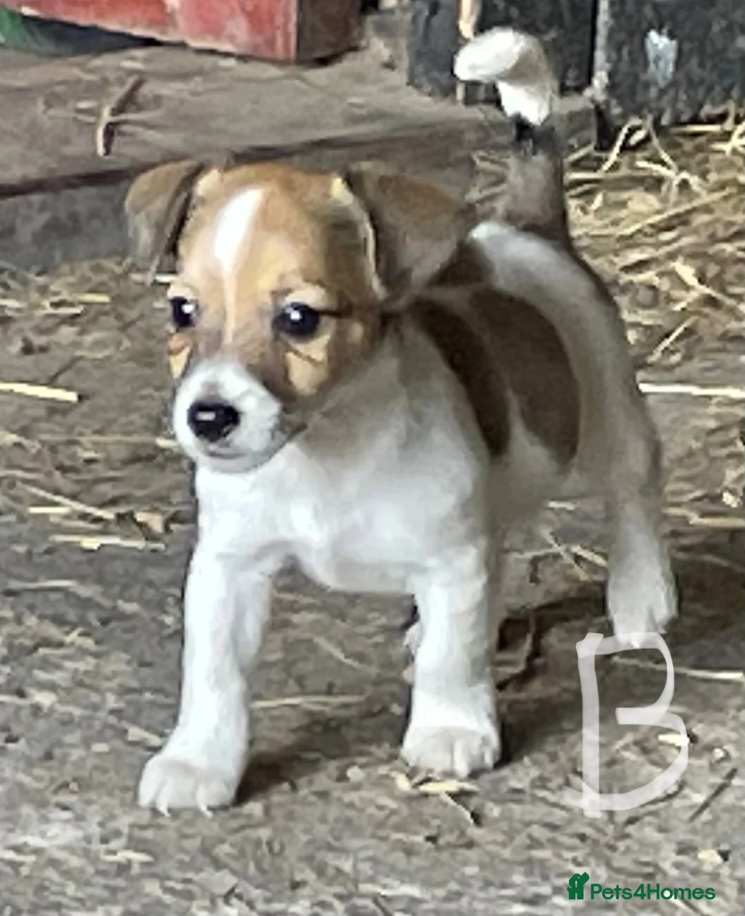 Jack Russell dogs for sale: READY NOW mini jack Russel pups  in Horley - Advert 1