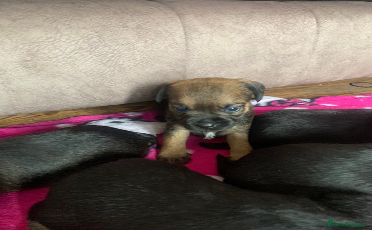 Border Terrier dogs - Advert 5