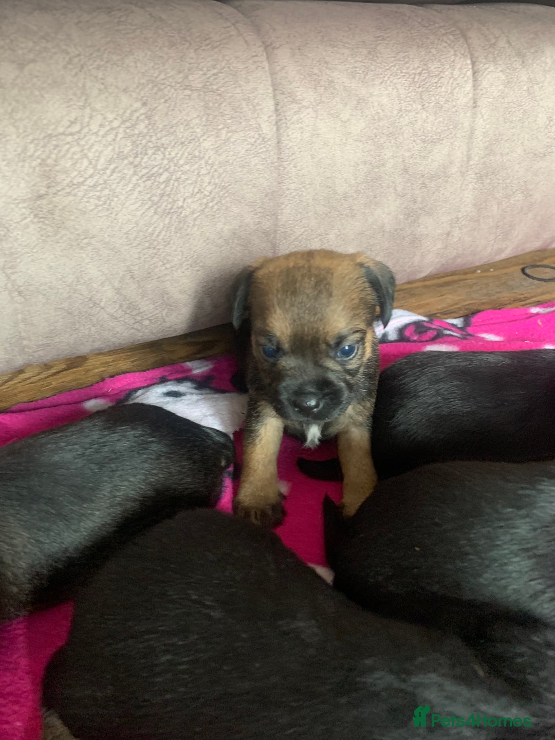 Border Terrier dogs for sale: Quality litter KC Border Terrier pups slem clear - Image 2
