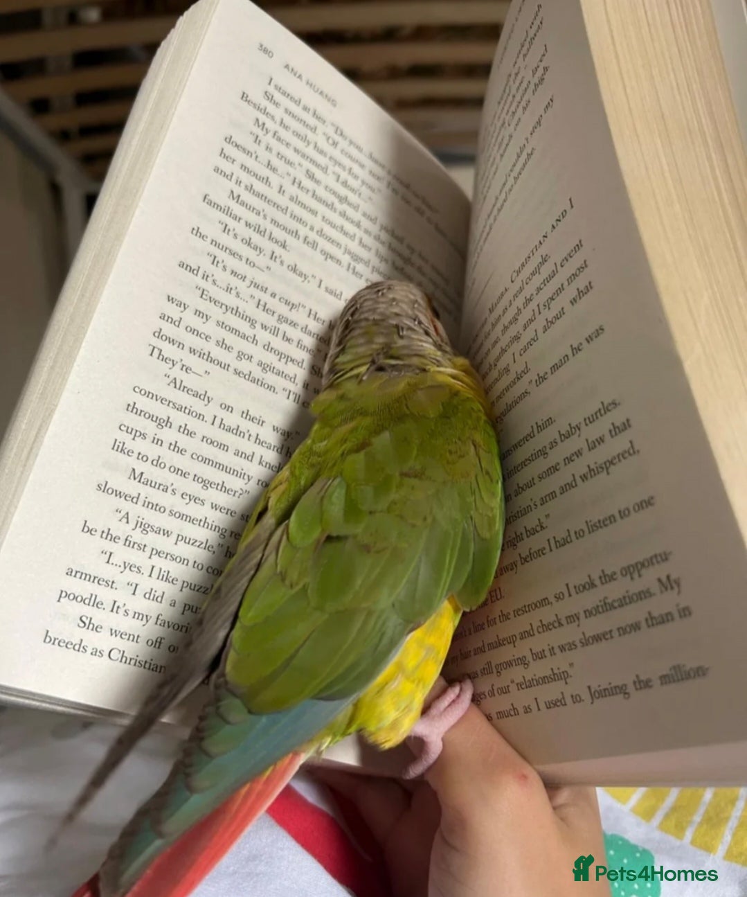 Finches birds Silly tame pineapple conure - Advert 5