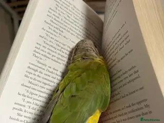 Finches birds Silly tame pineapple conure - Advert 5