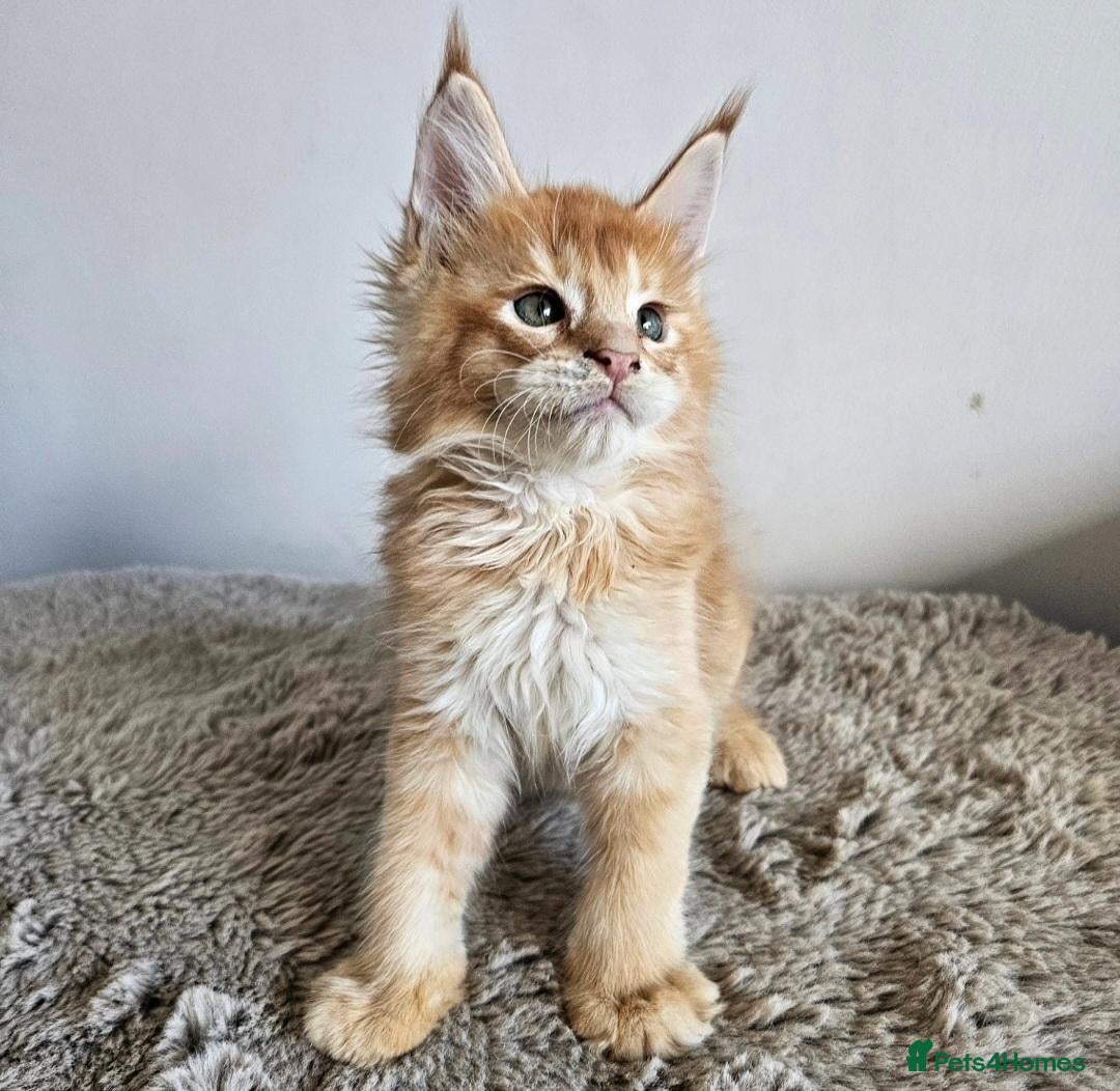 Maine Coon cats Exceptional red Maine Coon boys - Advert 6