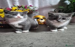 British Shorthair cats for sale: Adorable British Shorthair x Persian Kittens  - Image 21
