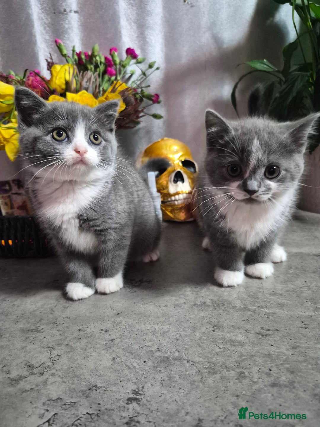 British Shorthair cats for sale: Adorable British Shorthair x Persian Kittens  - Image 21