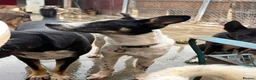 Mixed Breed dogs for adoption: Max - Norwich Norfolk  - Advert 11