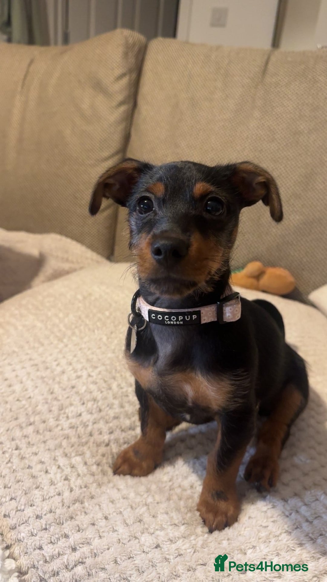 Mixed Breed dogs for sale: Dachshund x jack russell pup - Advert 4
