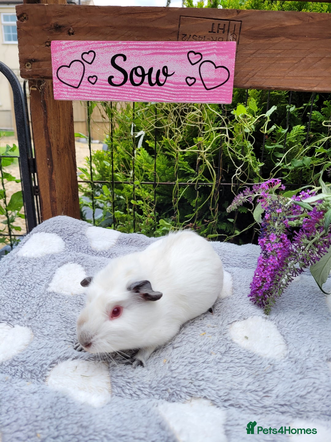 Guinea Pig rodents for sale: Beautiful pairs of baby girl guinea pigs  - Image 2