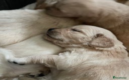 Golden Retriever dogs for sale: Beautiful litter of KC reg Golden Retriever pups  - Image 7