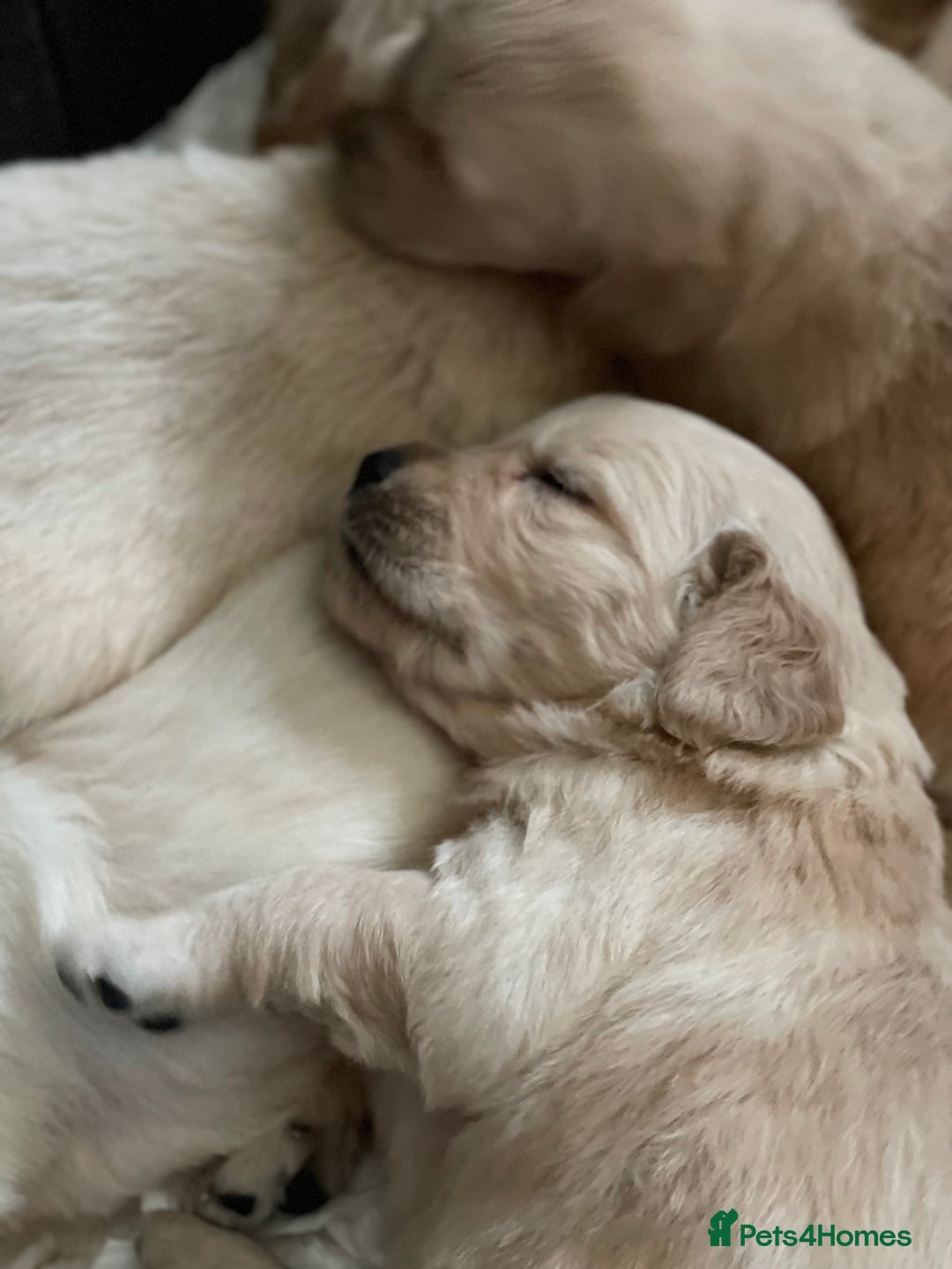 Golden Retriever dogs for sale: Beautiful litter of KC reg Golden Retriever pups  - Image 7