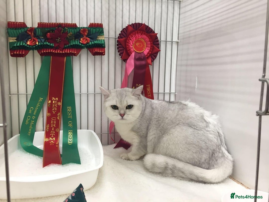 British Shorthair cats for sale: Champion Line Registered Chinchilla British sh - Advert 7
