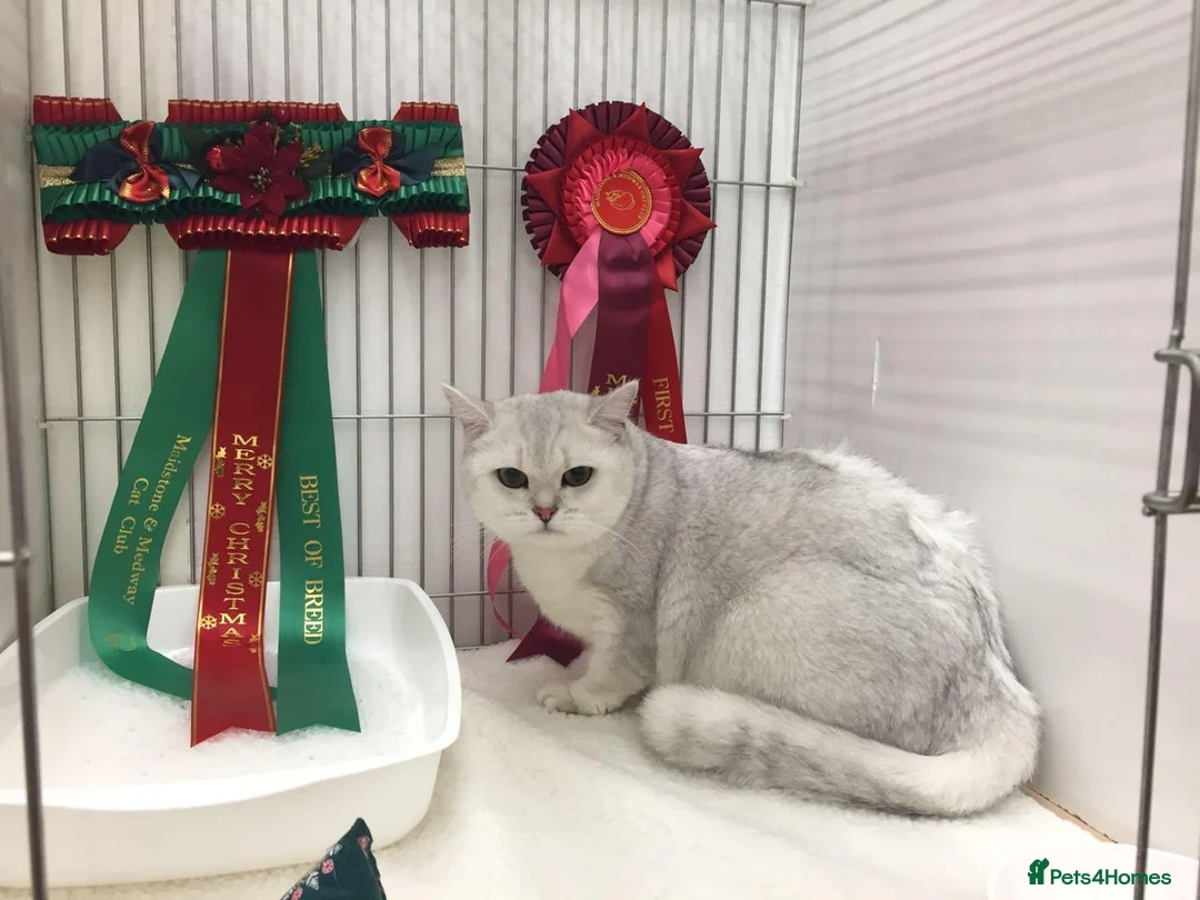 British Shorthair cats for sale: Champion Line GCCF Reg. Chinchilla British SHair - Advert 10