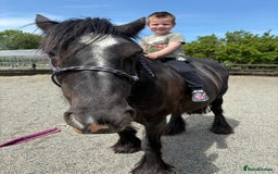 Other Breed horses for sale: Dales x Cob for sale - Image 4