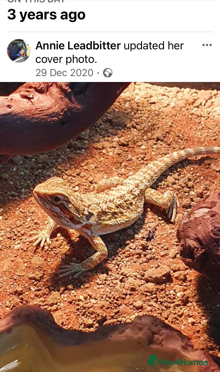 Bearded Dragon reptiles Bearded Dragon - Advert 9