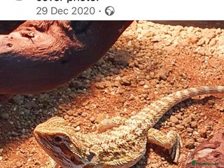 Bearded Dragon reptiles Bearded Dragon - Advert 1