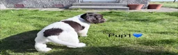 Cocker Spaniel dogs for sale: Cocker Spaniel puppies  in Orkney - Advert 17