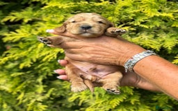 Cocker Spaniel dogs for sale: Show Cocker Spaniel pups KC reg - Image 4