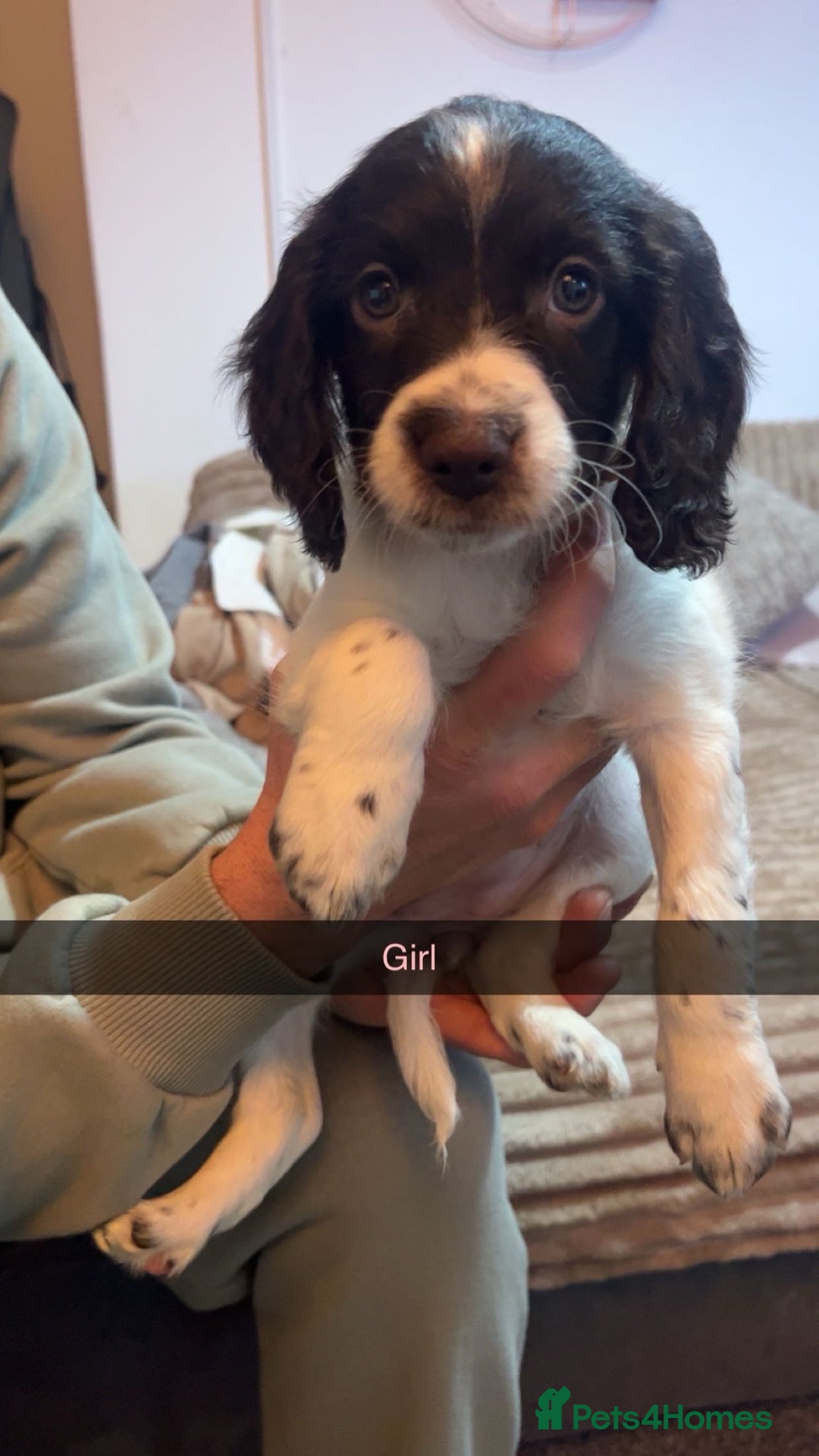 Mixed Breed dogs for sale: 6 Beautiful Sprockerpoos for sale - Advert 7