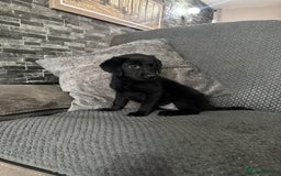 Labrador Retriever dogs for sale: Labrador puppies  - Image 3