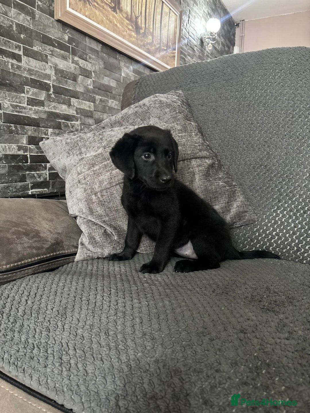 Labrador Retriever dogs for sale: Labrador puppies  - Image 3