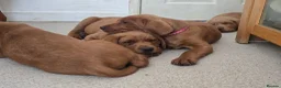 Labrador Retriever dogs for sale: STUNNING FOX RED BOYS - READY TO GO - Advert 10