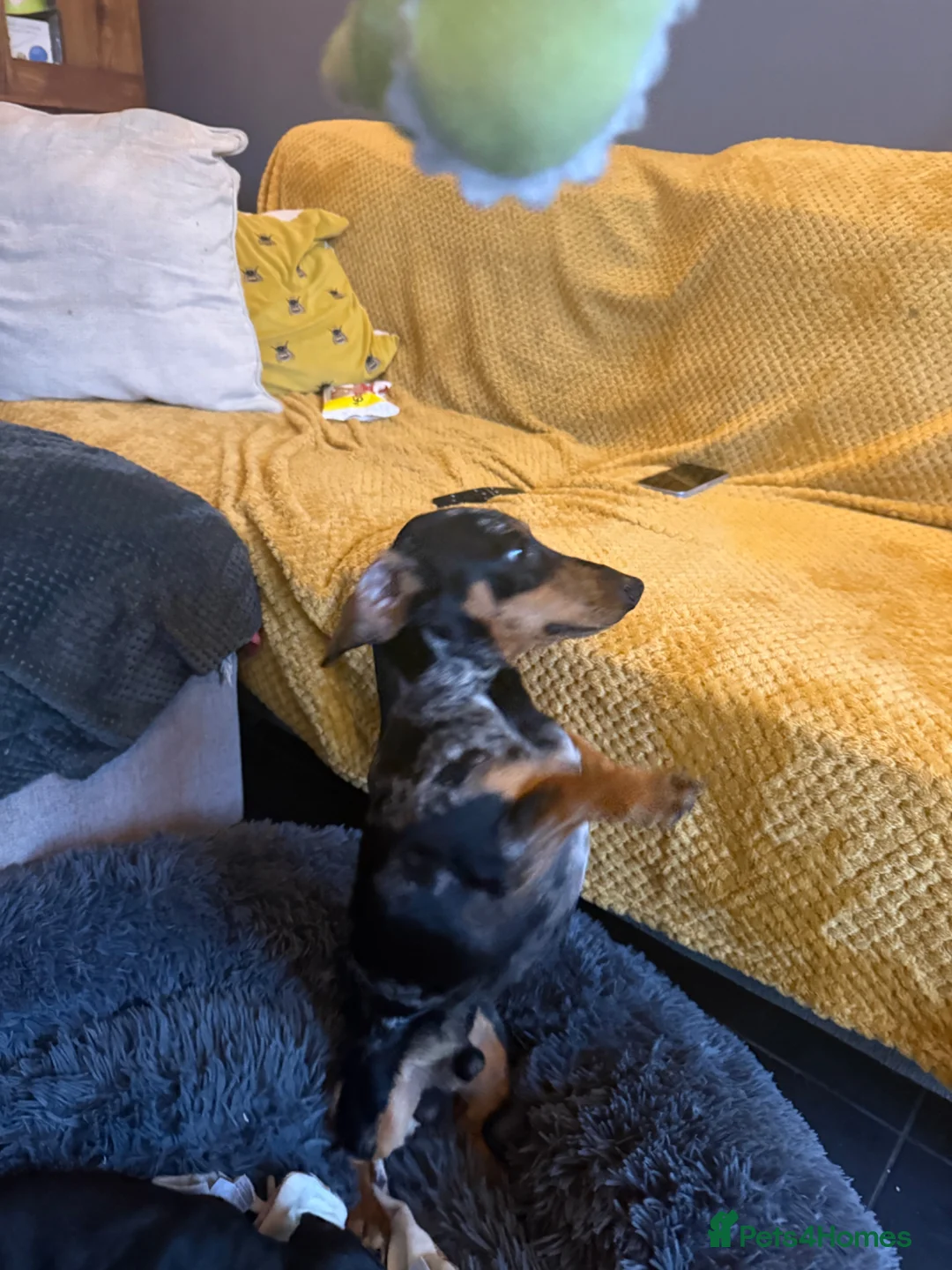 Miniature Dachshund dogs for sale: Miniature dashound brown and tan  in Southampton - Advert 2