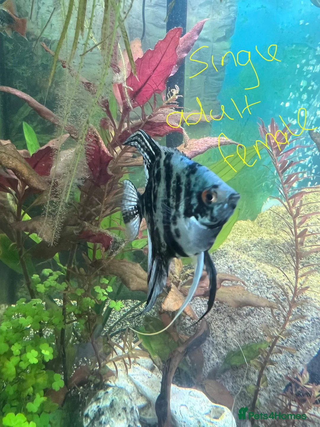 Angelfish fish for sale: 4 angelfish  in Derby - Advert 1