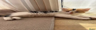 Mixed Breed 3