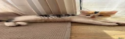 Mixed Breed cats for sale: 4x Kittens Ready For New Home - Advert 3