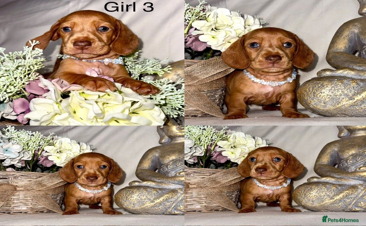 Dachshund dogs - Advert 8